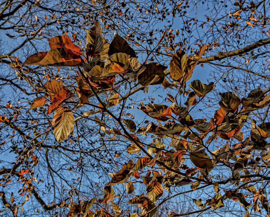 Fall Leaves #61 Photograph by Robert Ullmann