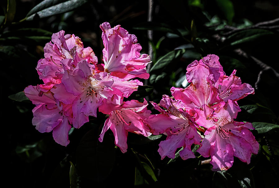 Rhododendrons Photograph