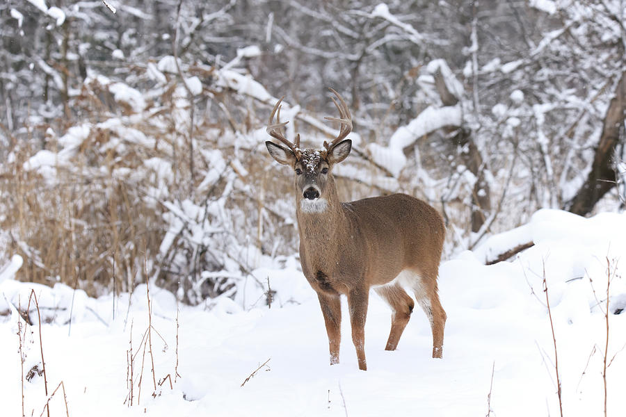 Whitetail Buck #61 Photograph by Brook Burling