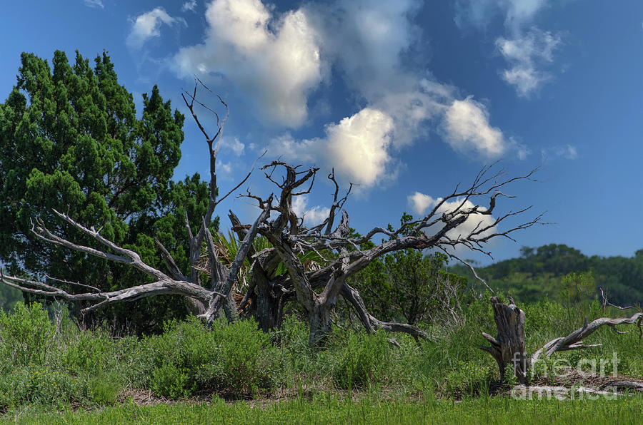 Dead Wood Along The Icw - South Carolina Photograph