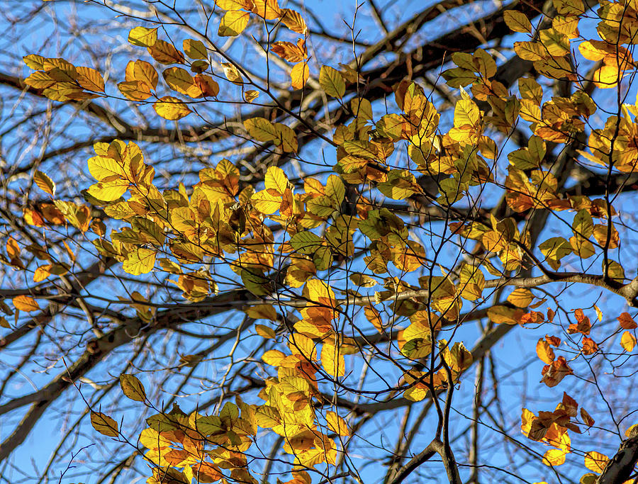 Fall Leaves #62 Photograph by Robert Ullmann