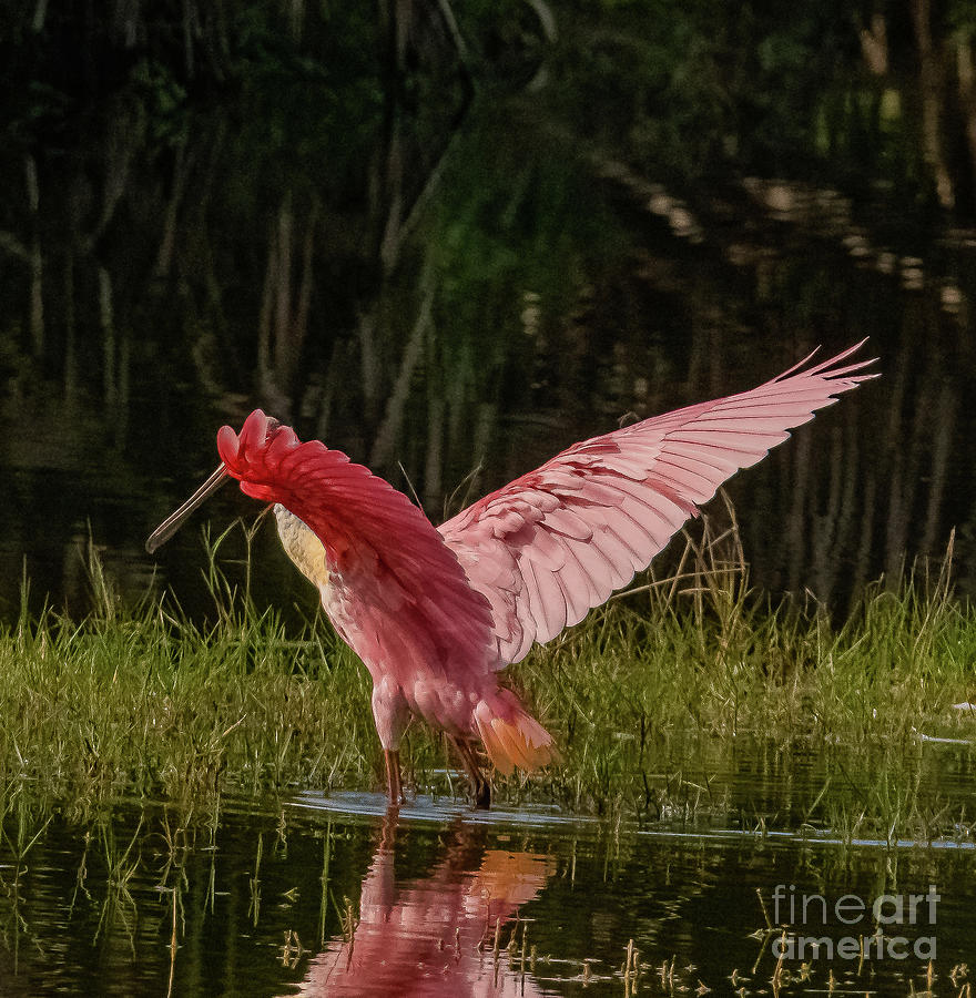 Roseate Spoonbill Photograph By Michael Oliver Fine Art America   62 Roseate Spoonbill Michael Oliver 