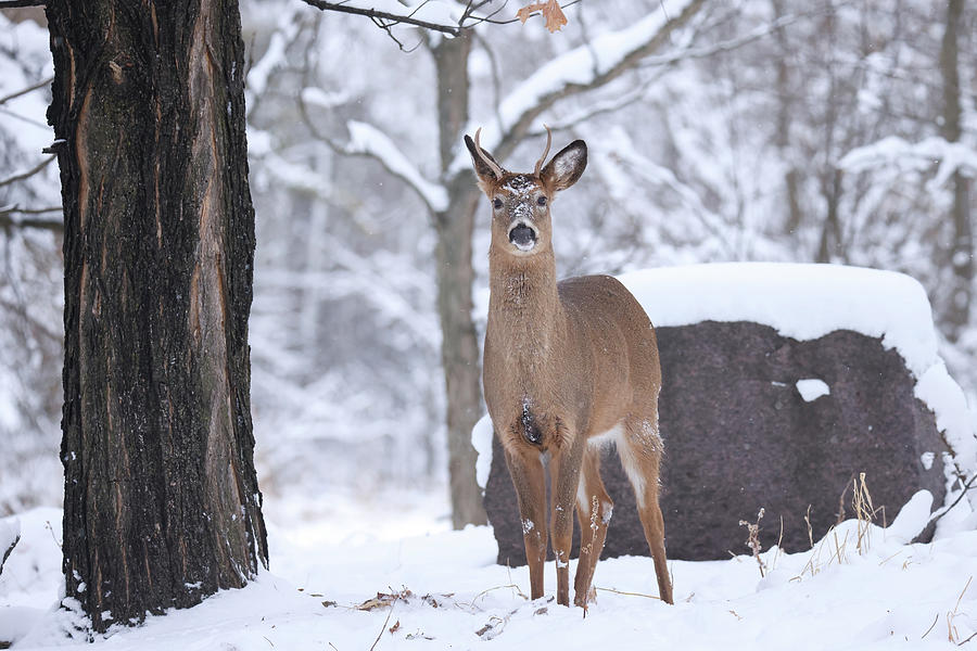 Whitetail Buck #62 Photograph by Brook Burling