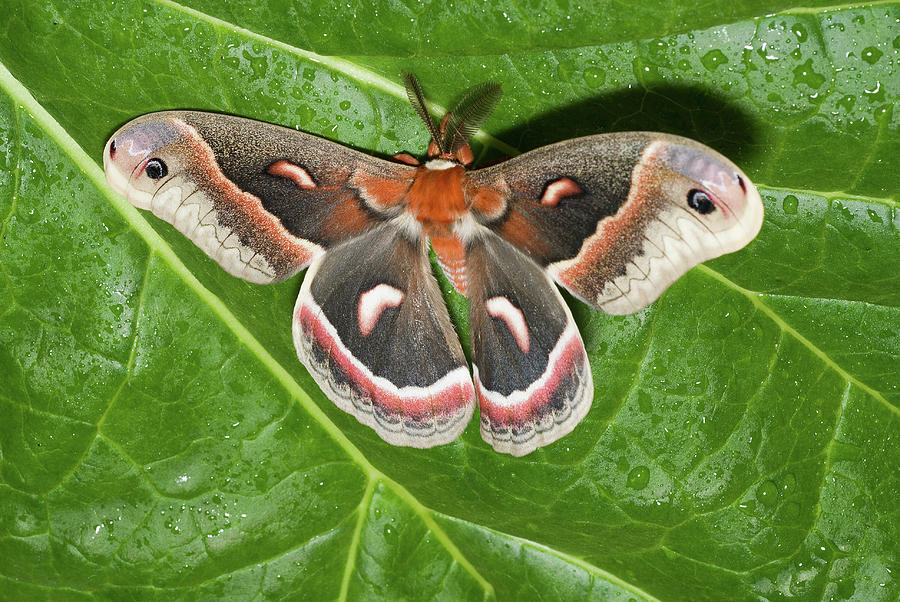 Cecropia Moth Photograph - 6254 Cecropia Moth by Stan Gregg