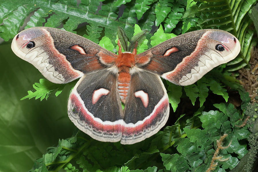 Cecropia Moth Photograph - 6274 Cecropia Moth by Stan Gregg