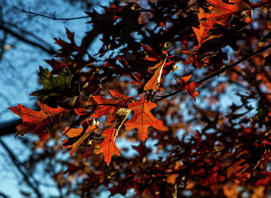 Fall Leaves #63 Photograph by Robert Ullmann