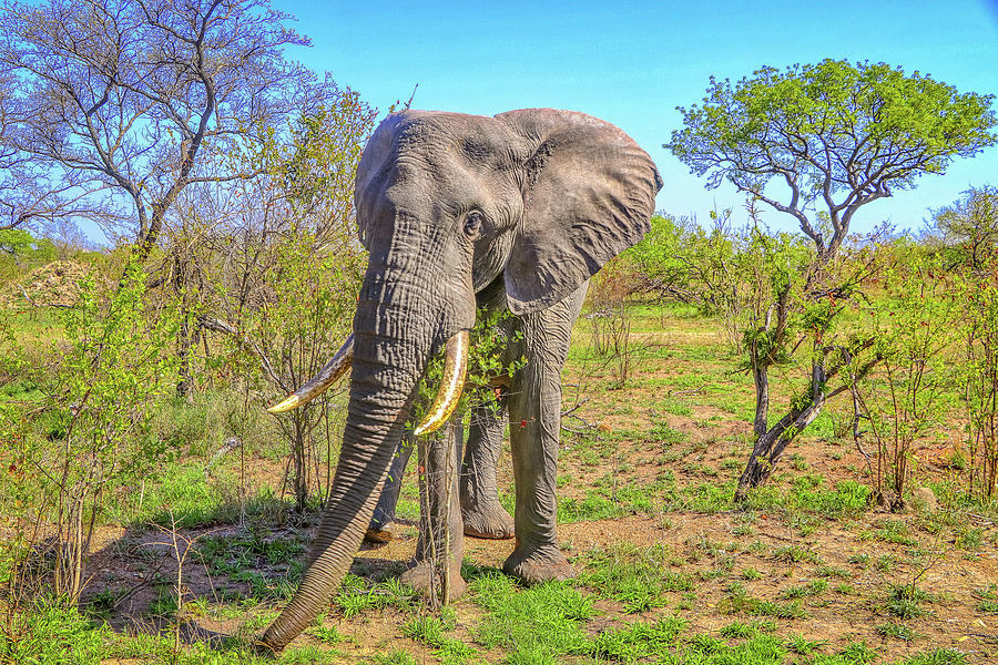 Kruger National Park South Africa #63 Photograph by Paul James Bannerman