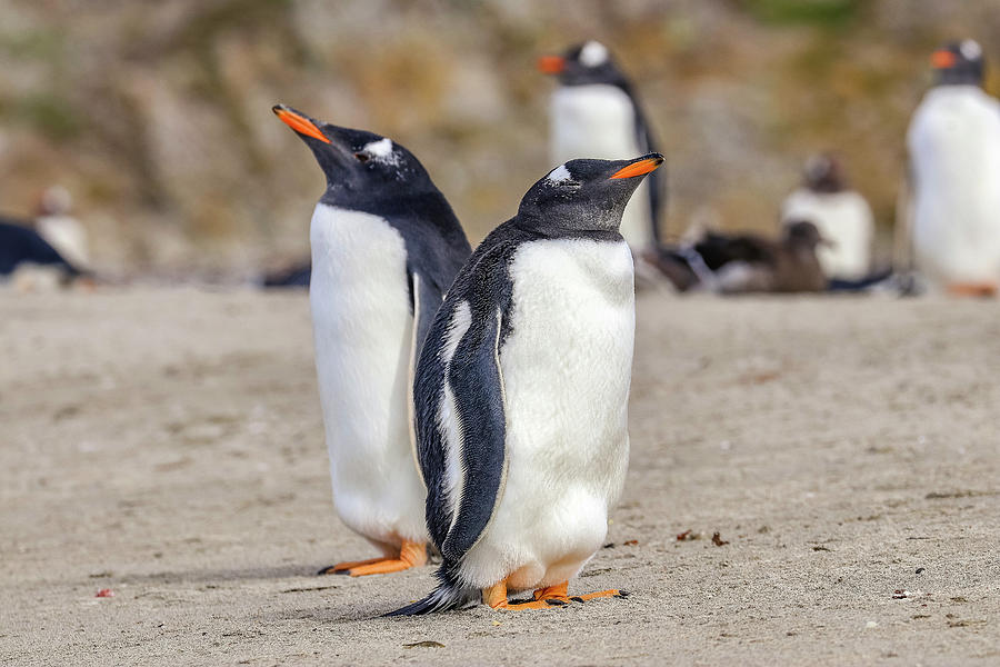 Newmans Station, Falkland Islands, UK Photograph by Paul James ...