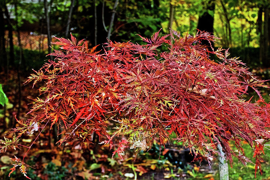 64 Autumn in Thornapple River Area in Grand Rapids, Michigan by Ruth Hager 64 Autumn in Thornapple River Area in Grand Rapids, Michigan by Ruth Hager