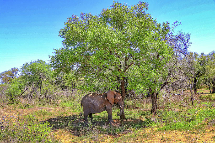 Kruger National Park South Africa #64 Photograph by Paul James Bannerman