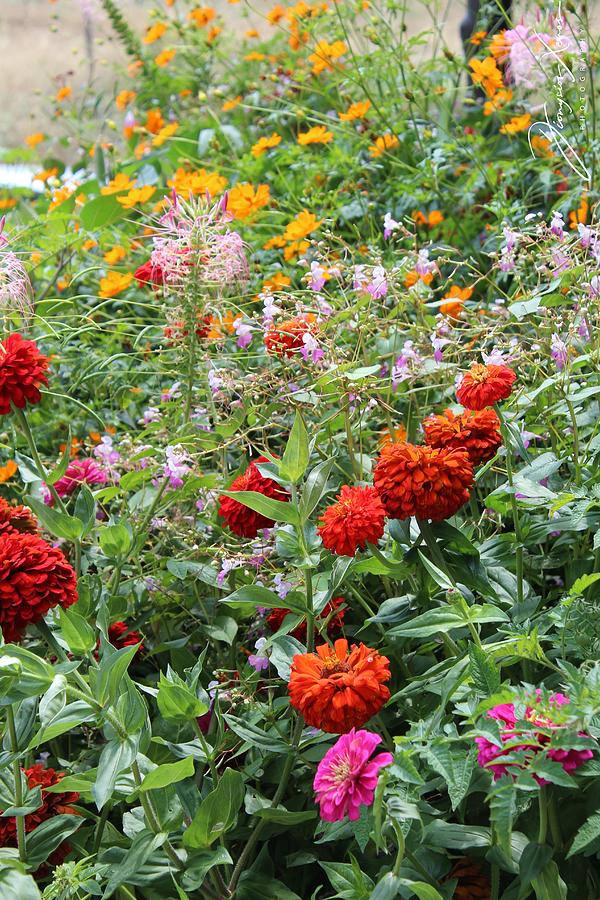 The Flowers Photograph by Dionysios Xenos Pixels