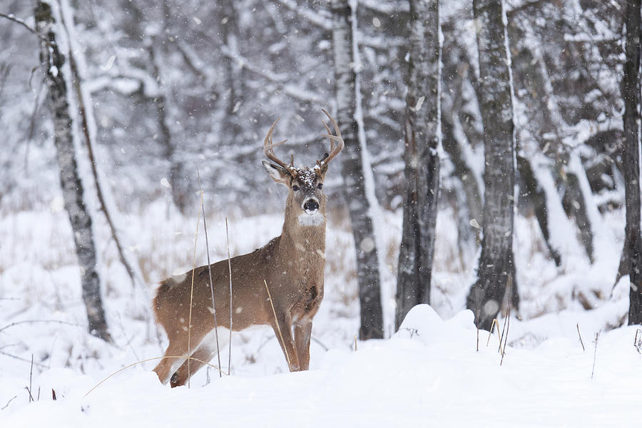 Whitetail Buck #64 Photograph by Brook Burling