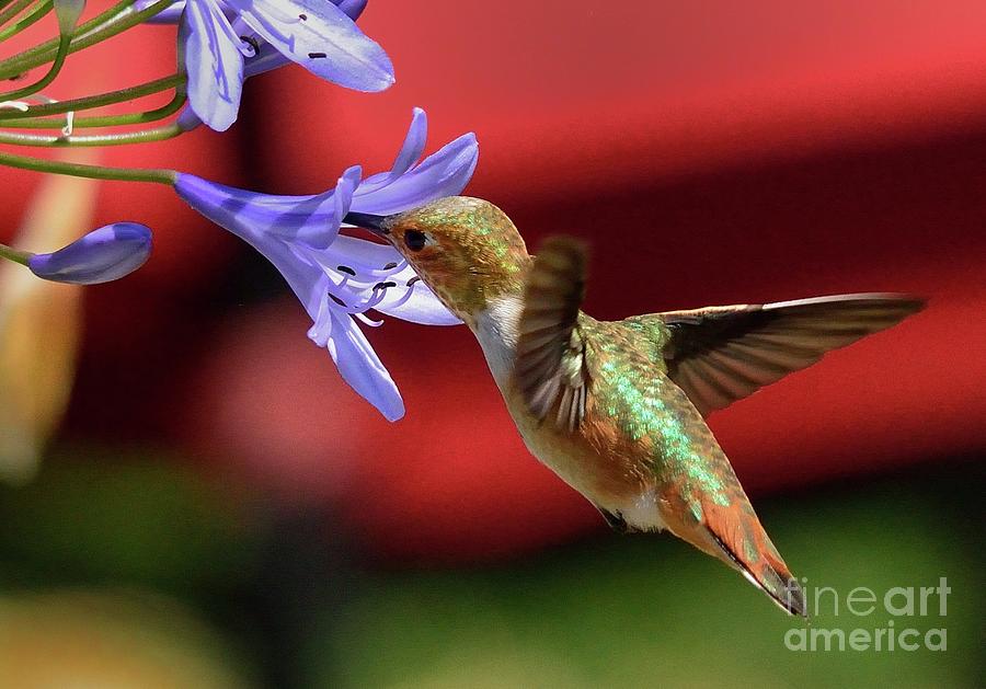 Hummingbird #65 Photograph by Marc Bittan