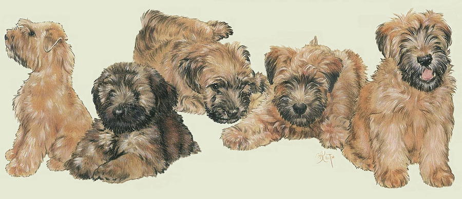 Soft-coated Wheaten Terrier Puppies Mixed Media by Barbara Keith