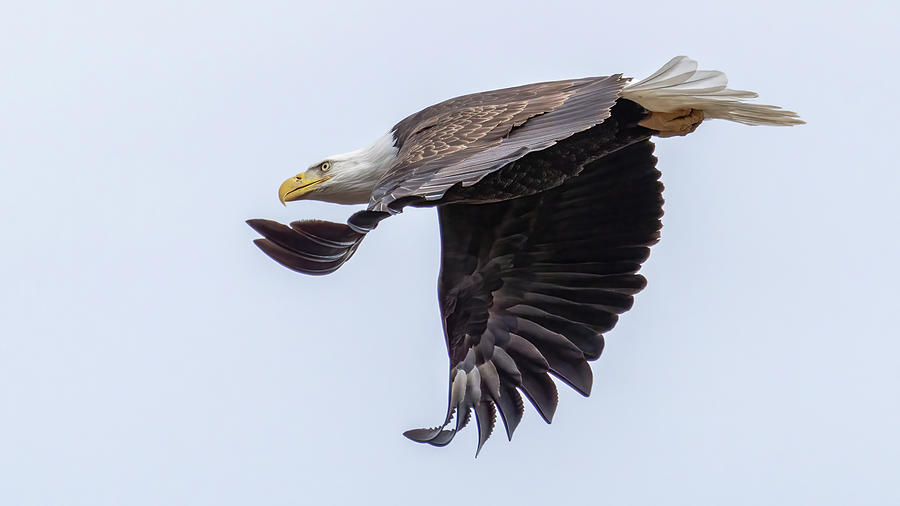 Bald Eagle in flight #66 Photograph by William Krumpelman - Fine Art ...