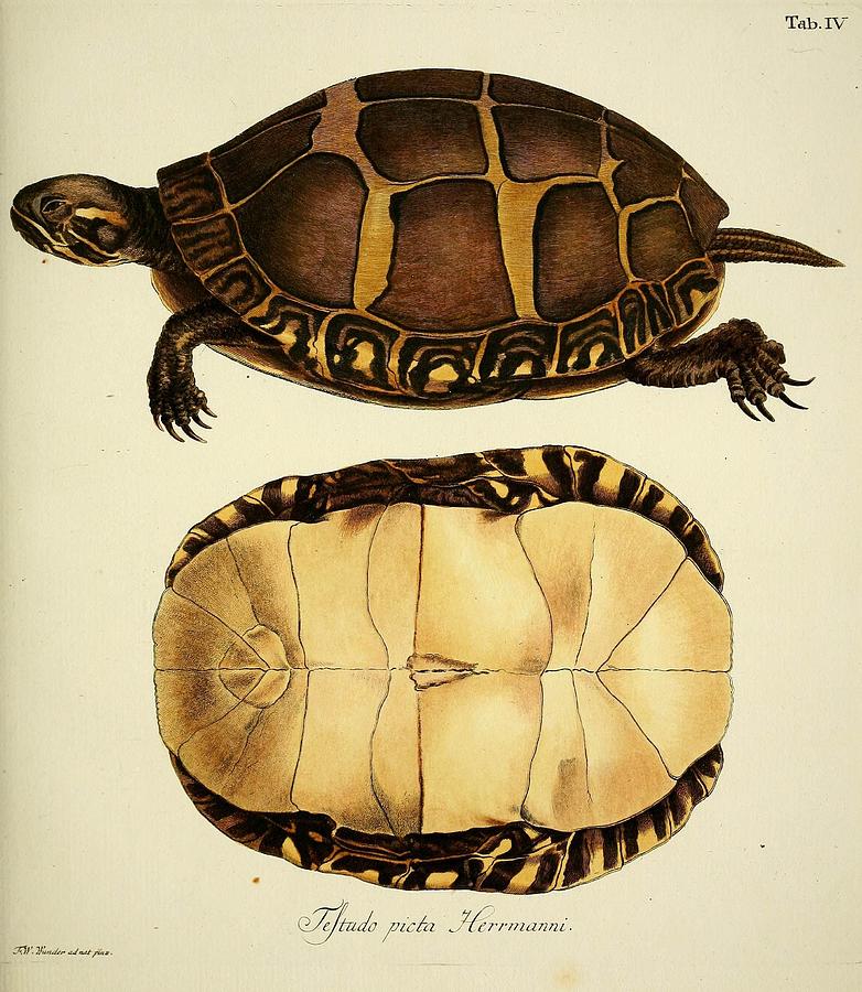 Vintage Turtle and Tortoise illustrations Mixed Media by Beautiful ...