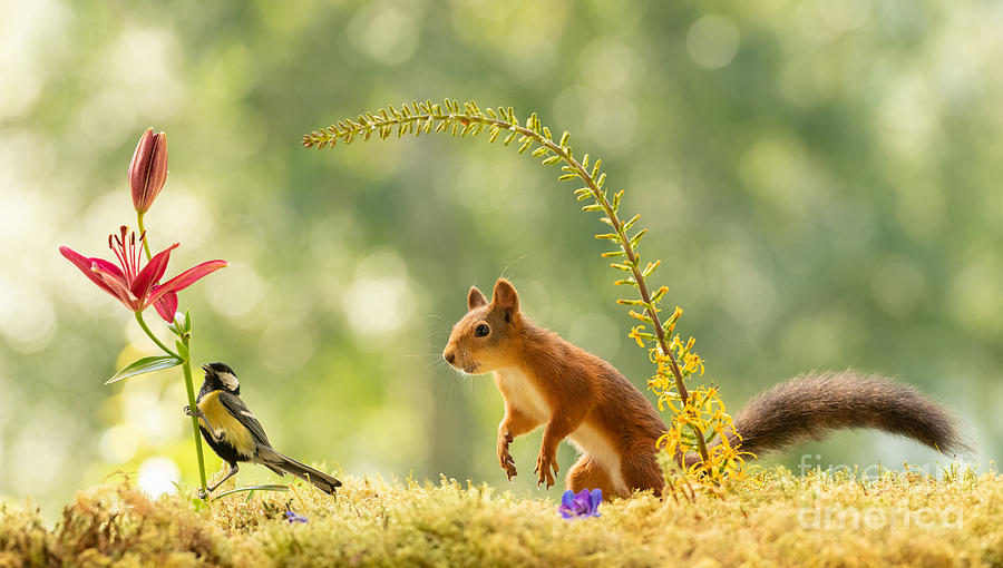 Nature Photograph - Squirrel, red squirrel, Sciurus vulgaris, Eurasian red squirrel, #662 by Geert Weggen