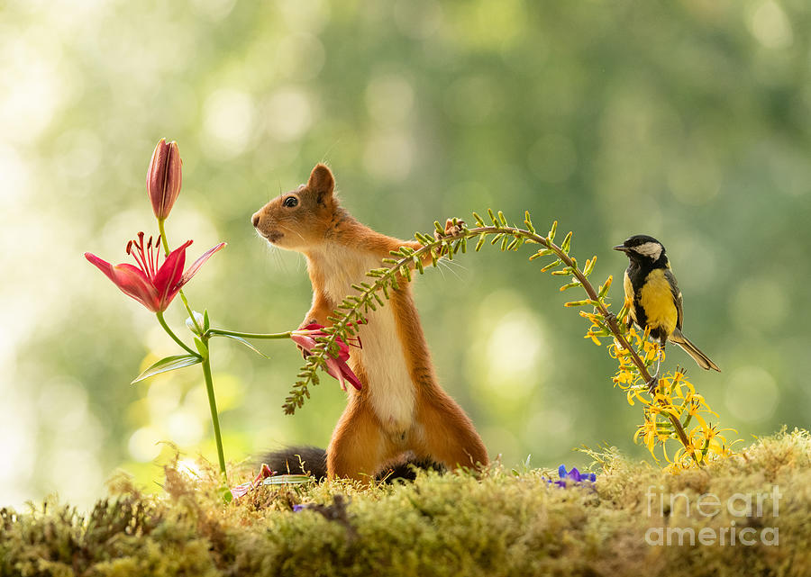 Nature Photograph - Squirrel, red squirrel, Sciurus vulgaris, Eurasian red squirrel, #664 by Geert Weggen
