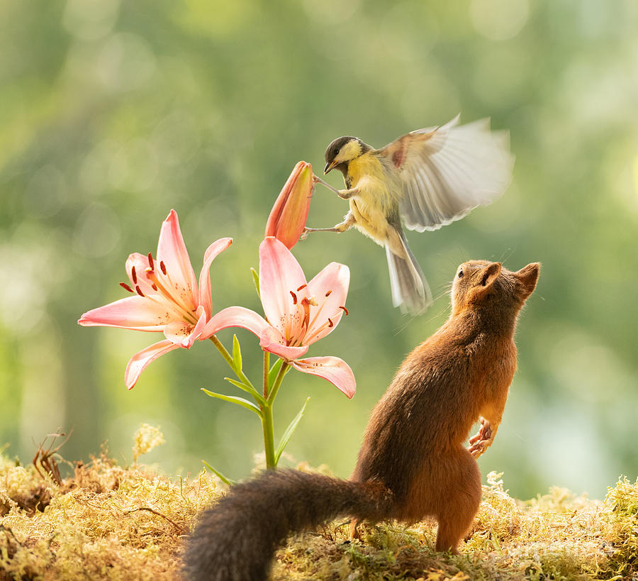 Nature Photograph - Squirrel, red squirrel, Sciurus vulgaris, Eurasian red squirrel, #667 by Geert Weggen