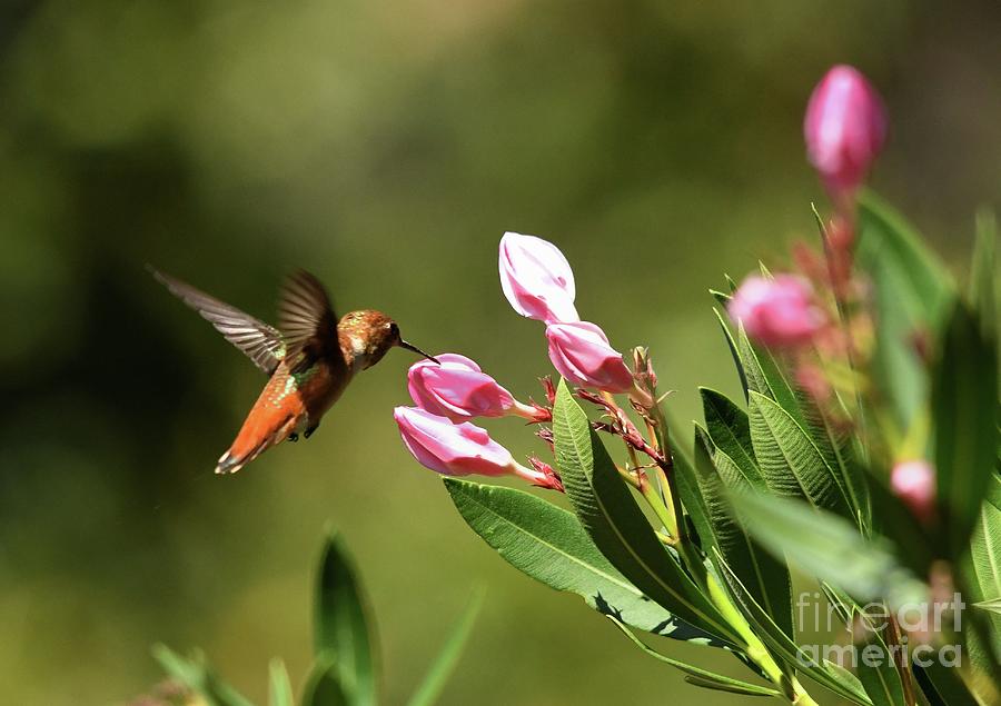 Hummingbird  #67 Photograph by Marc Bittan
