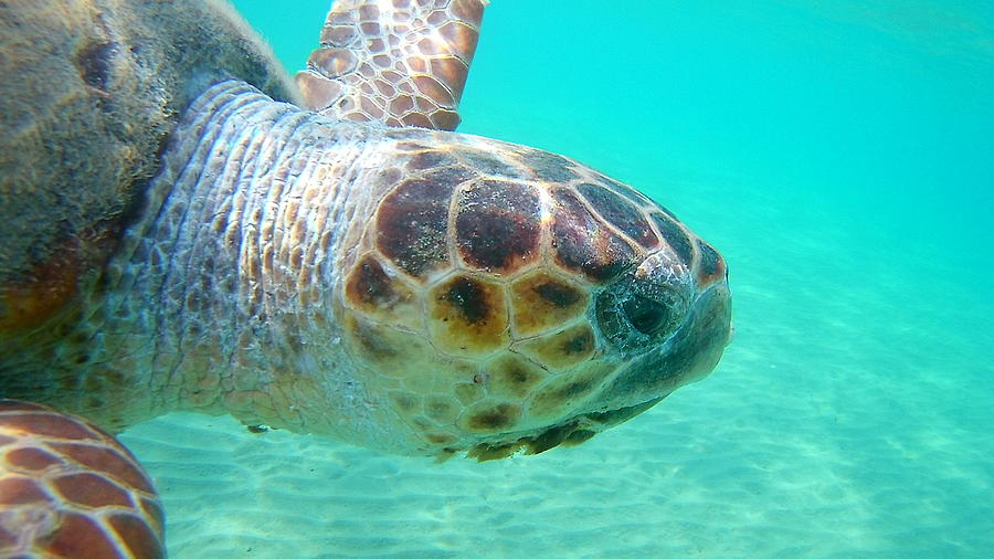 Sea Turtle Caretta - Caretta Zakynthos Island Greece Photograph by ...