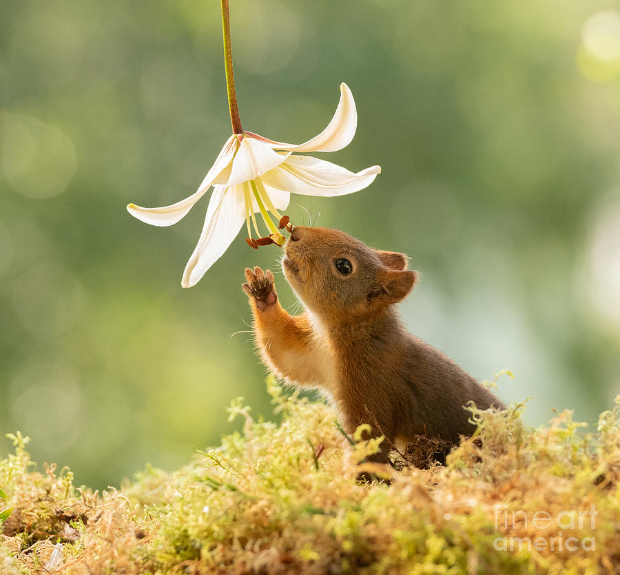Nature Photograph - Squirrel, red squirrel, Sciurus vulgaris, Eurasian red squirrel, #679 by Geert Weggen