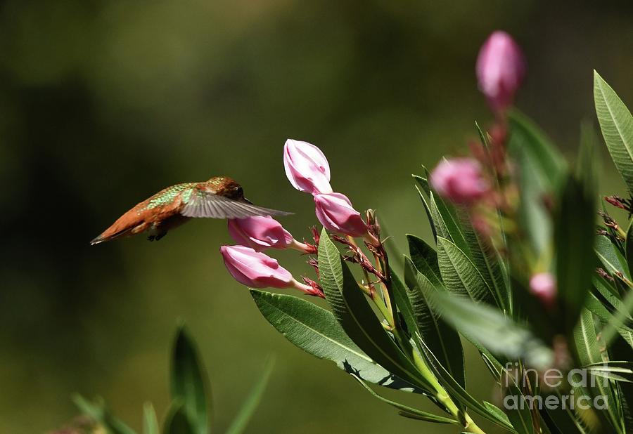 Hummingbird  #68 Photograph by Marc Bittan