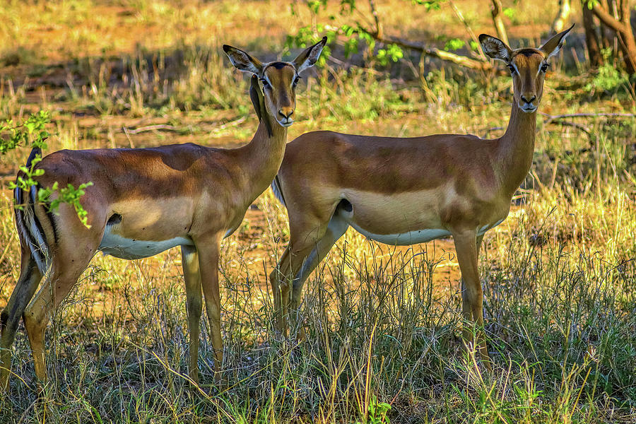 Kruger National Park South Africa #68 Photograph by Paul James Bannerman