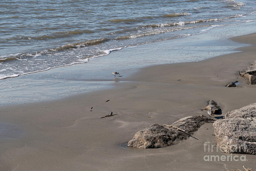 Bird Photograph - Carolina Beaches in November by Dale Powell