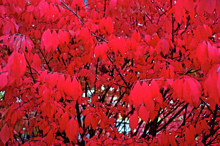 69 Autumn in Thornapple River Area in Grand Rapids, Michigan by Ruth Hager 69 Autumn in Thornapple River Area in Grand Rapids, Michigan by Ruth Hager
