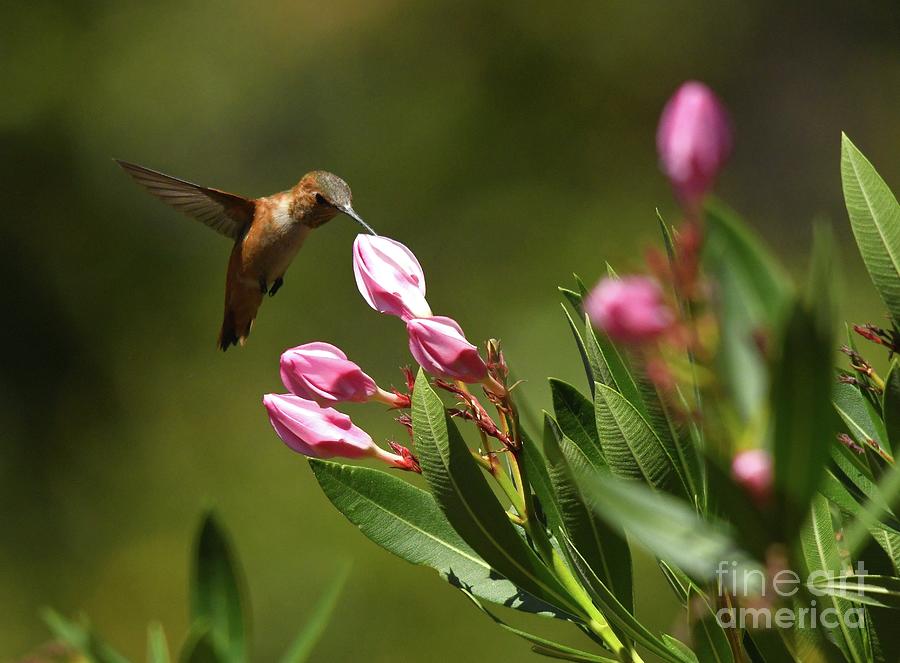 Hummingbird  #69 Photograph by Marc Bittan