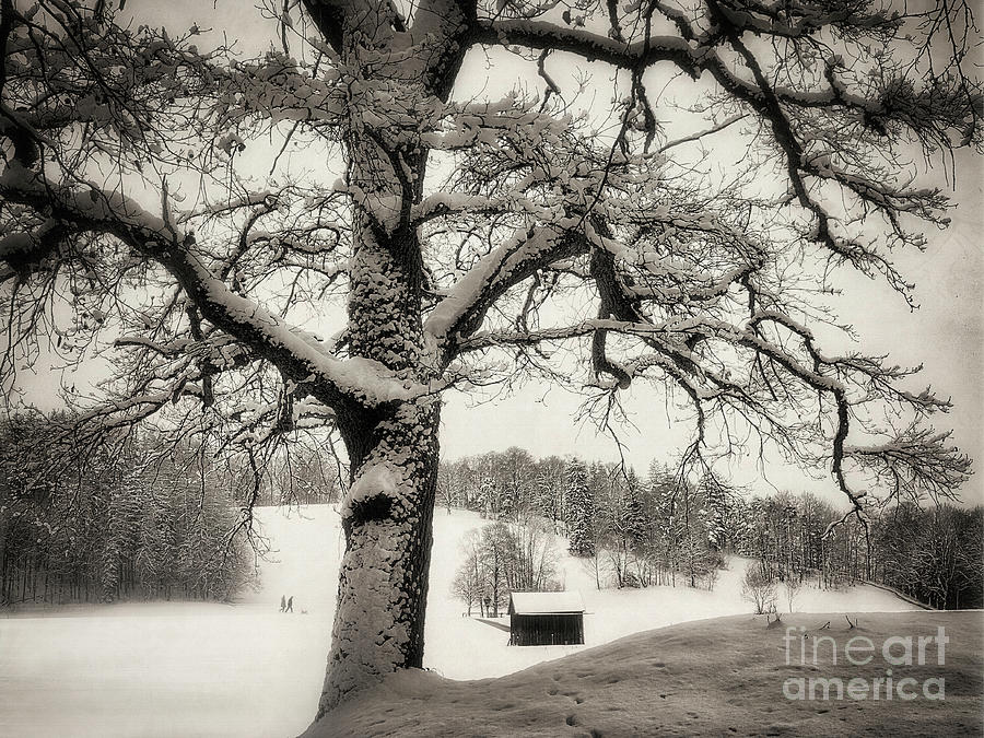 A Winters Tale #7 Photograph by Edmund Nagele FRPS