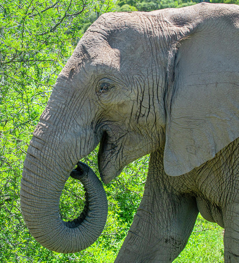 African Bush Elephant #7 Photograph by Matt Swinden