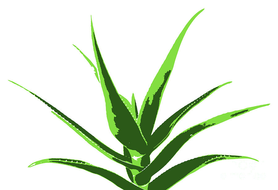 Aloe vera plant isolated on white background Digital Art by Nenov Images -  Pixels