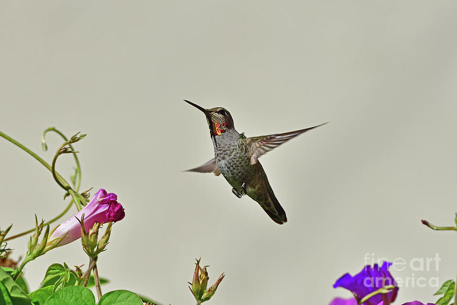 Annas Hummingbird  #7 Photograph by Amazing Action Photo Video