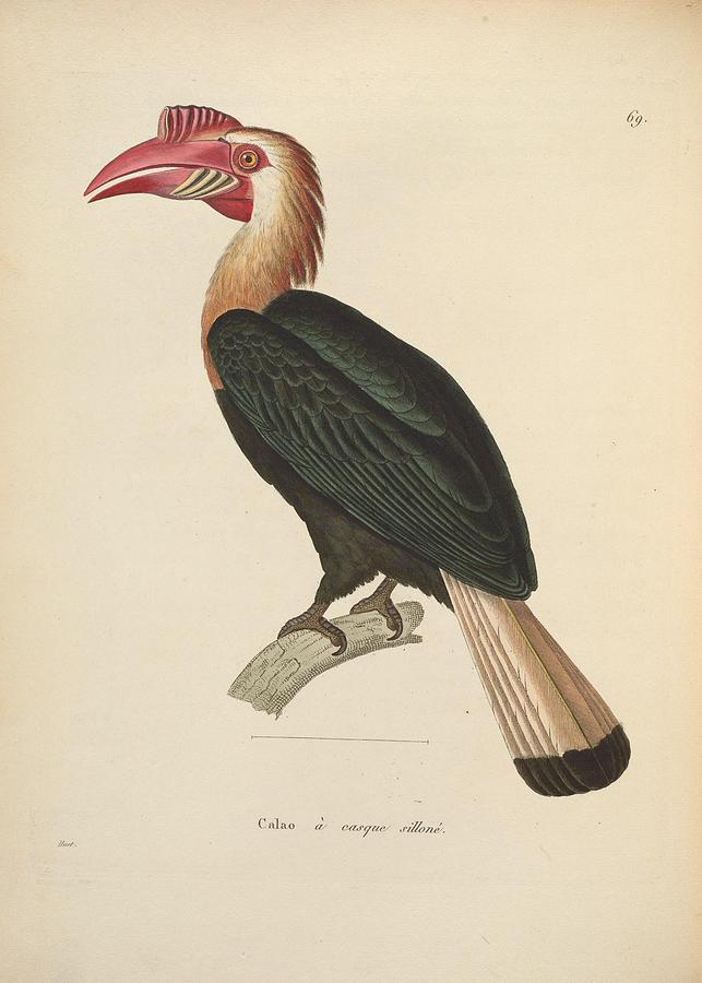 Antique Hornbill illustration #7 Mixed Media by World Art Collective