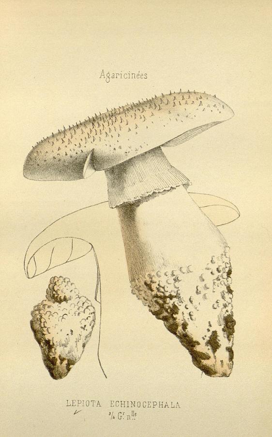 Antique Mushroom Illustration #7 Mixed Media by World Art Collective