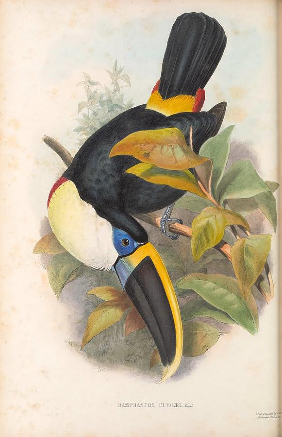 Antique Toucan Illustrations #7 Mixed Media by World Art Collective