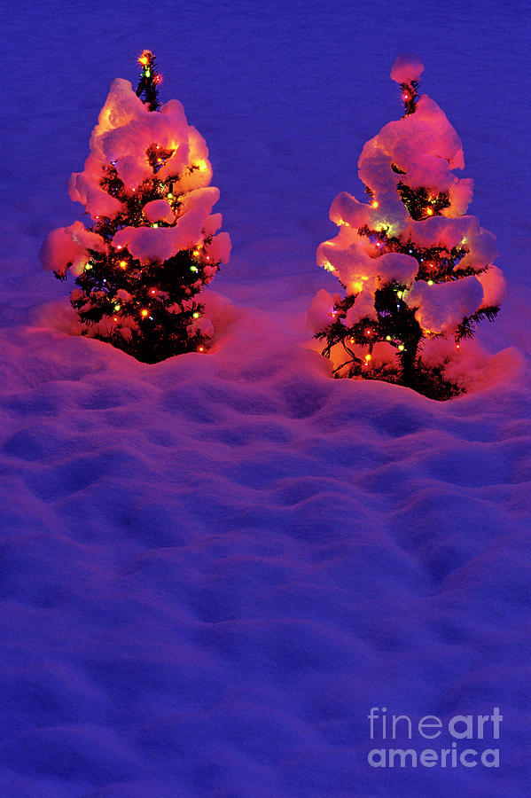 Artificial Christmas Trees In Snow #7 Photograph by Jim Corwin