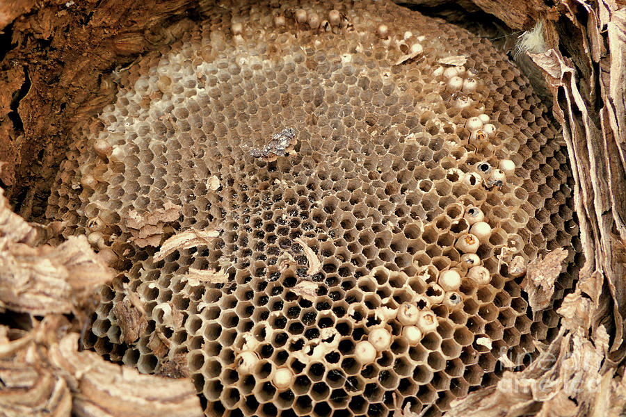 Asian Hornet Nest Photograph By Stephen Farhall Fine Art America   7 Asian Hornet Nest Stephen Farhall 