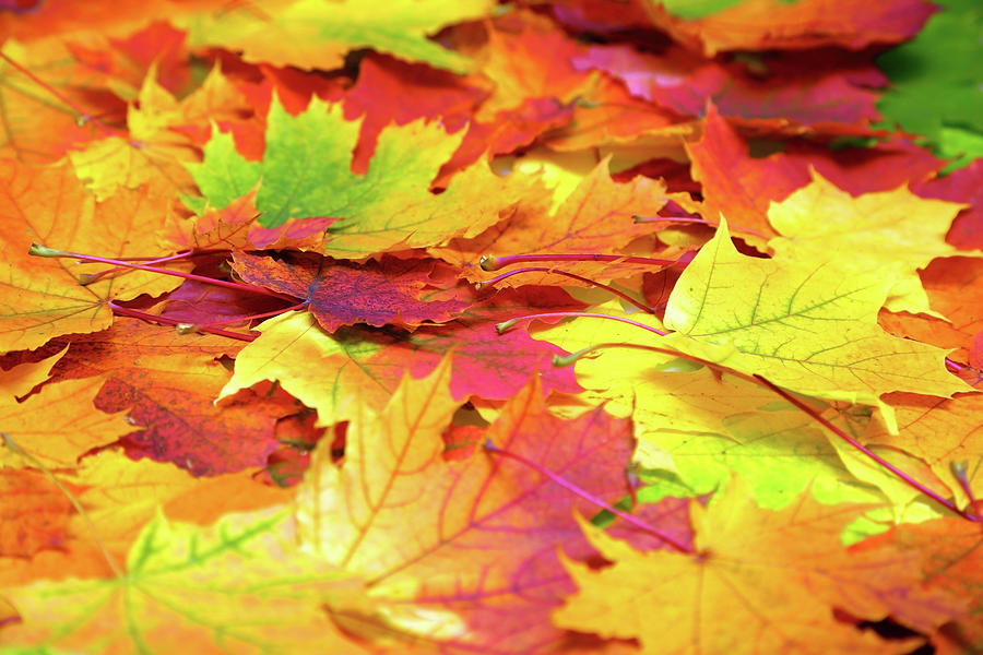 Autumn Colorful Leaves Background #7 Photograph by Mikhail Kokhanchikov