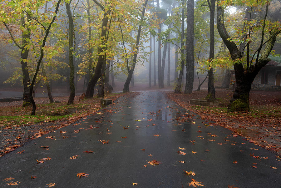 Autumn Landscape With Trees And Autumn Leaves On The Ground After Rain Photograph