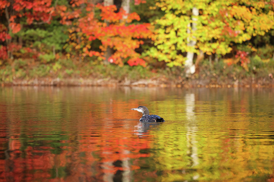 Autumn Loon #7 Photograph by Brook Burling