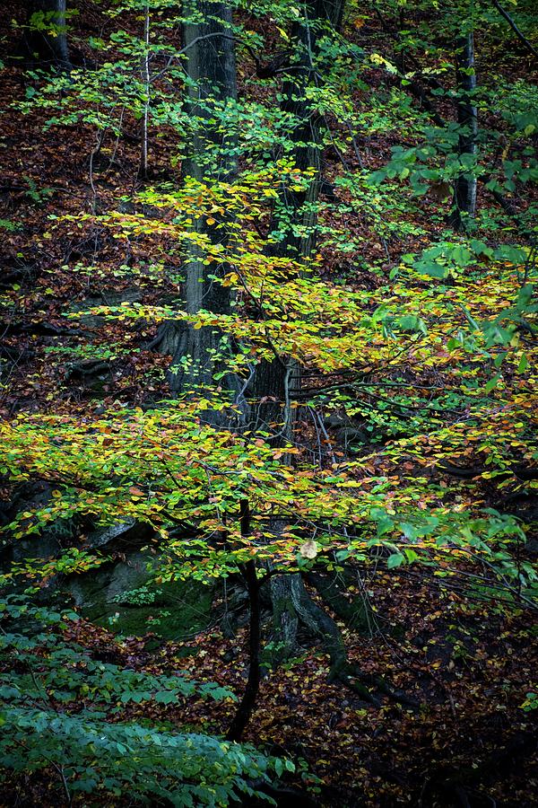 Autumn vibes #9 Photograph by Robert Grac