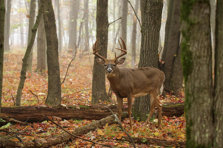 Autumn Whitetail Buck #7 Photograph by Brook Burling