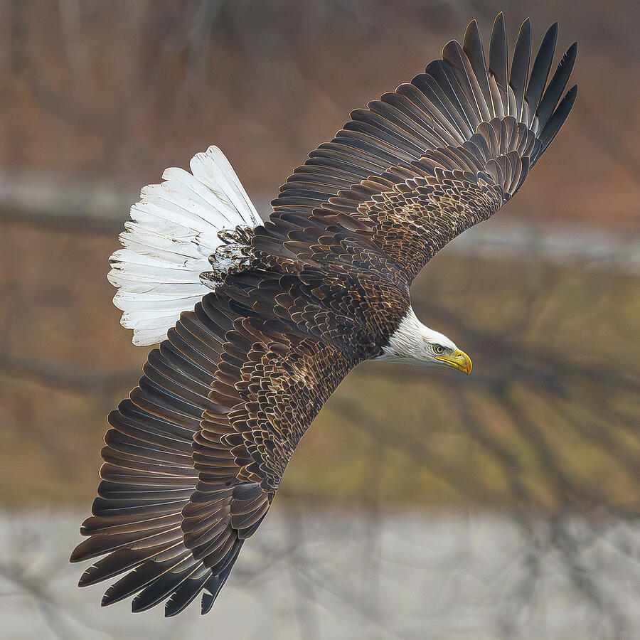 Bald Eagle #7 Photograph by Alan Moore Bald Eagle #7 Photograph by Alan Moore