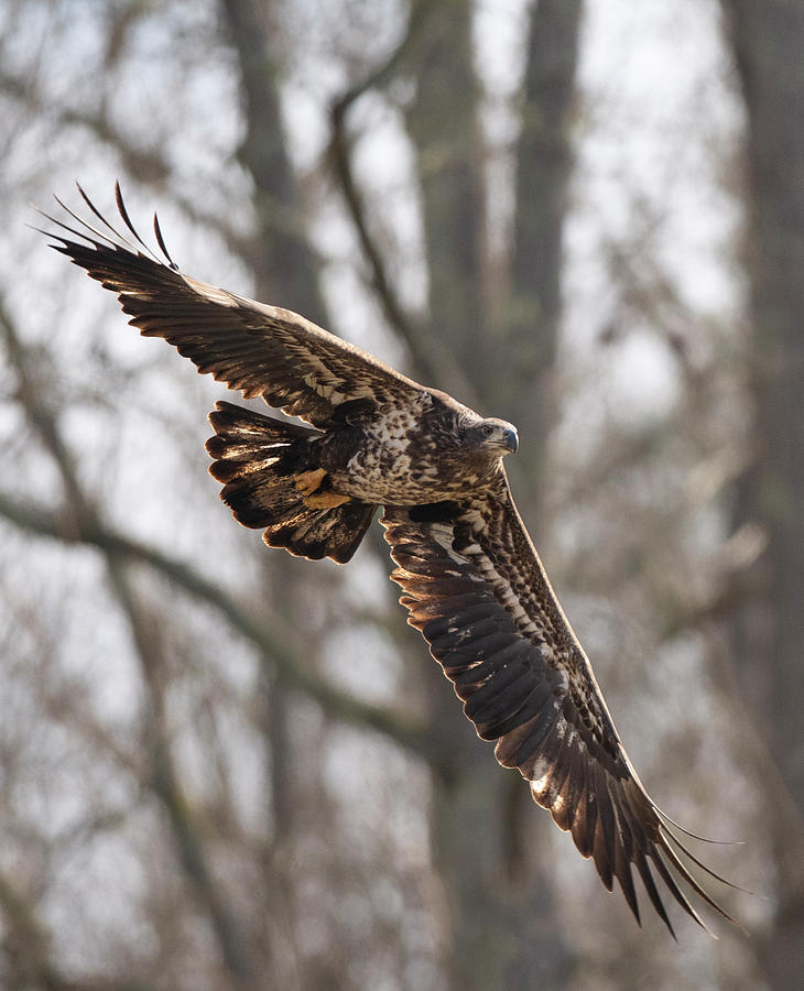 Bald Eagle, haliaeetus leucocephalus, Raptor Art, Hall River, North Carolina #7 Photograph by Eric Abernethy