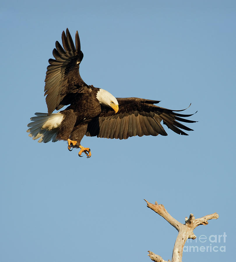 Bald Eagle Landing Photograph By Troy Lim - Fine Art America