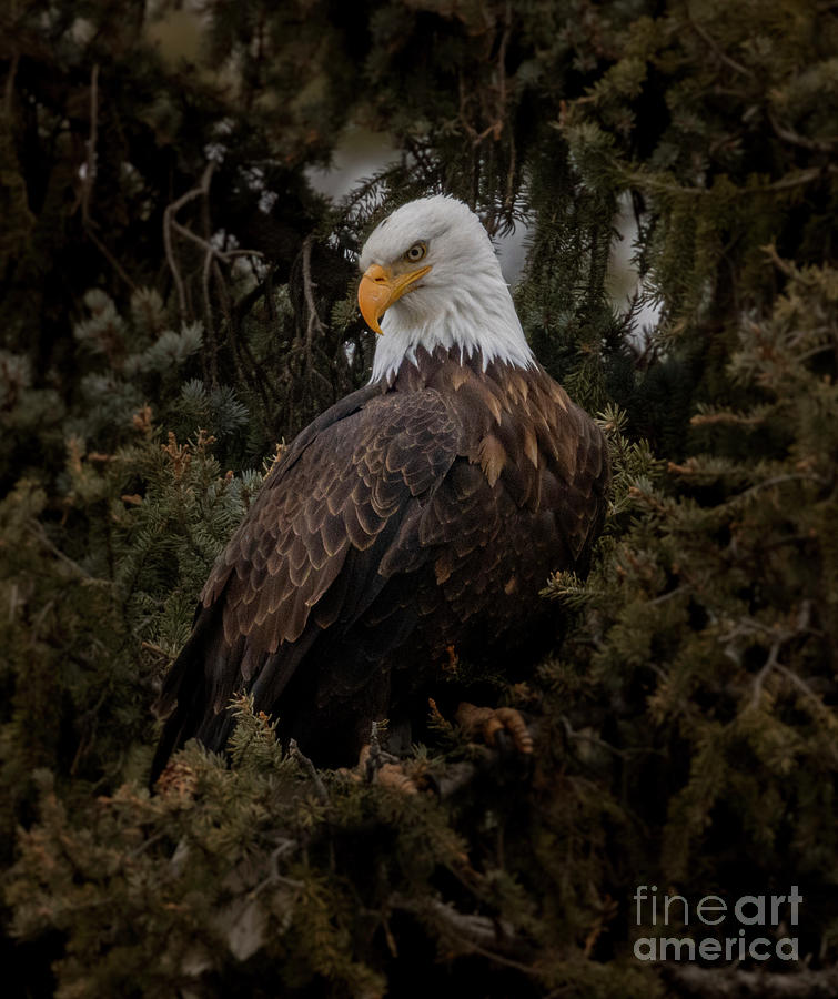 Bald Eagles In Eleven Mile Canyon Photograph