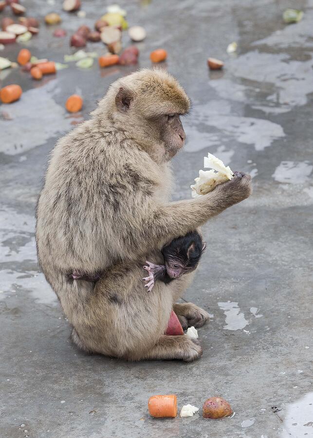 Barbary Macaque #7 Photograph by Elizabeth W. Kearley